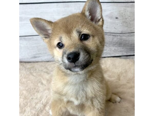 Shiba Inu DOG Female Red Sesame / White 6791 Petland Ashland, Kentucky