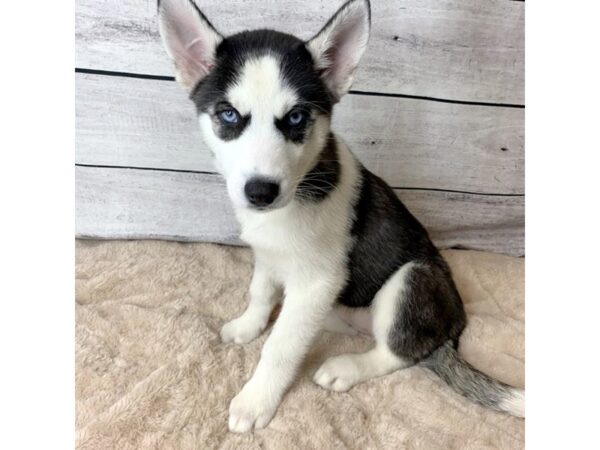 Siberian Husky DOG Female Black / White 6792 Petland Ashland, Kentucky