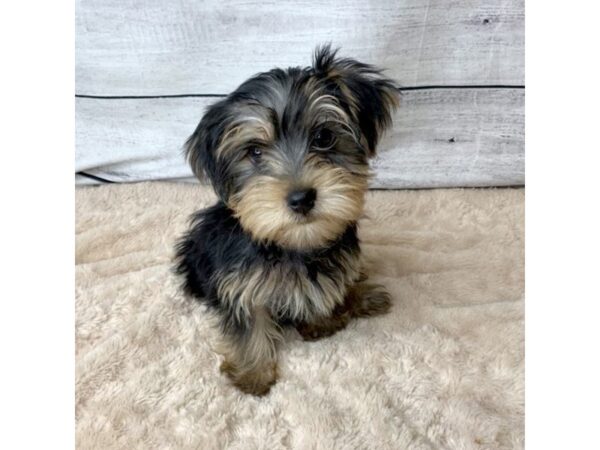 Yorkshire Terrier DOG Male Black / Tan 6793 Petland Ashland, Kentucky