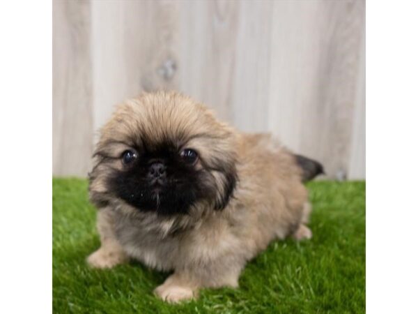 Pekingese DOG Female Cream Sable 6795 Petland Ashland, Kentucky