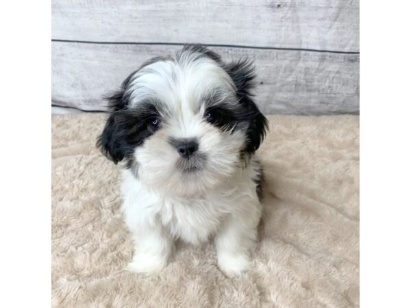 Shih Tzu DOG Female Black / White 6802 Petland Ashland, Kentucky