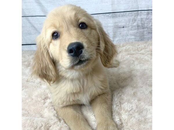 Golden Retriever DOG Female Golden 6800 Petland Ashland, Kentucky