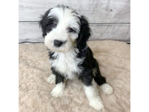 Sheepadoodle Mini DOG Male Black / White 6798 Petland Ashland, Kentucky