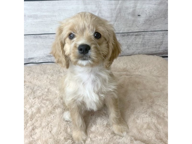 Cavachon Puppy Apricot ID:6796 Located at Petland Ashland, Kentucky