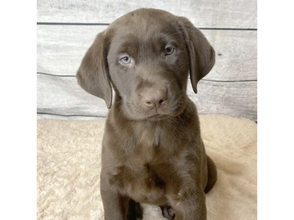 Labrador Retriever DOG Female Chocolate 6794 Petland Ashland, Kentucky