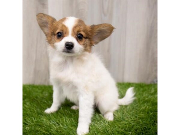 Papillon DOG Female Red / White 6805 Petland Ashland, Kentucky