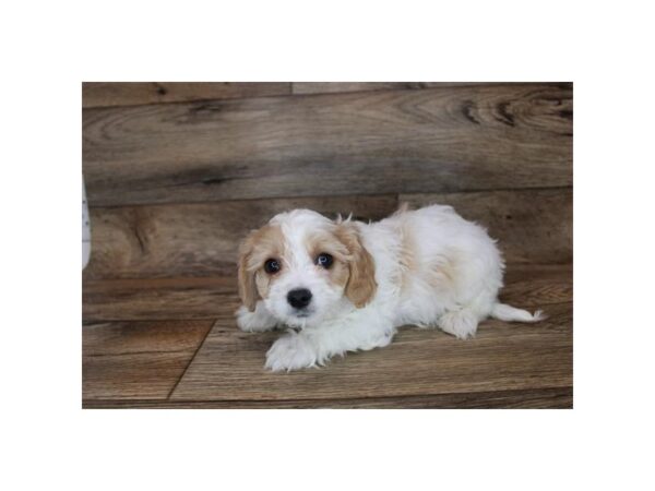 Cavachon DOG Male Apricot 6808 Petland Ashland, Kentucky