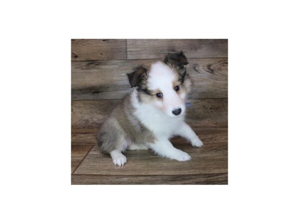 Shetland Sheepdog DOG Female Sable / White 6810 Petland Ashland, Kentucky