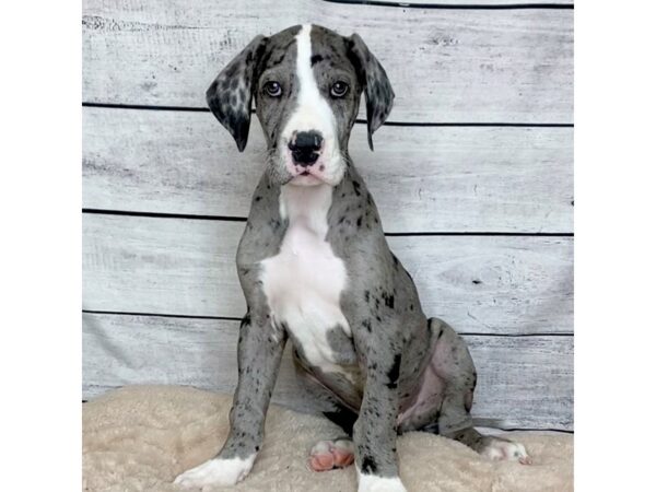 Great Dane DOG Male Merle 6811 Petland Ashland, Kentucky