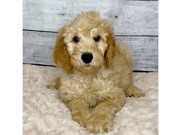 Goldendoodle DOG Male Golden 6804 Petland Ashland, Kentucky