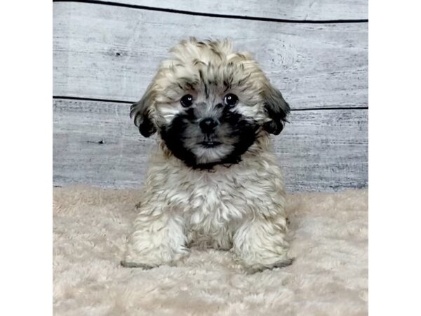 ShizaPoo-DOG-Male-Cream-6803-Petland Ashland, Kentucky