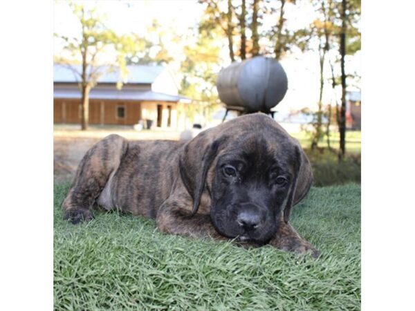 Mastiff DOG Male Brindle 6819 Petland Ashland, Kentucky