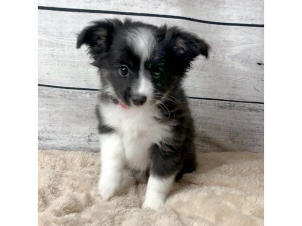 Toy Australian Shepherd DOG Female Black / White 6825 Petland Ashland, Kentucky