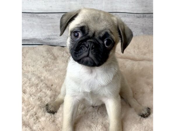 Pug DOG Male Fawn 6824 Petland Ashland, Kentucky