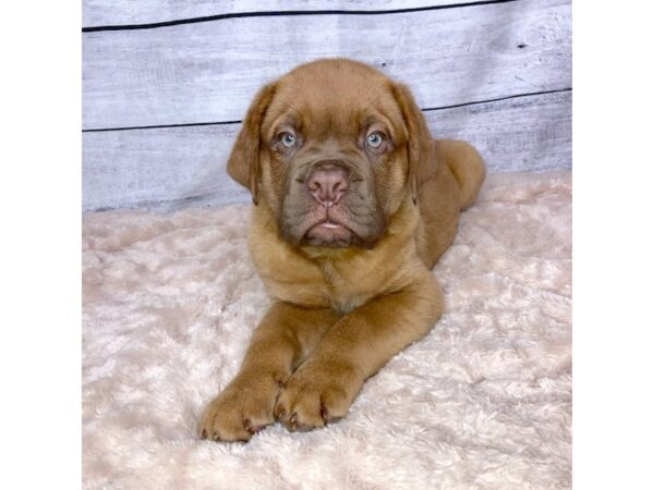 Dogue de Bordeaux DOG Male Red 6823 Petland Ashland, Kentucky