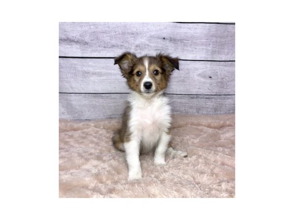 Shetland Sheepdog DOG Male 6820 Petland Ashland, Kentucky