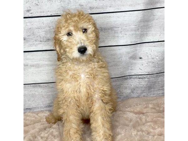 Goldendoodle 2nd Gen DOG Male Golden 6816 Petland Ashland, Kentucky