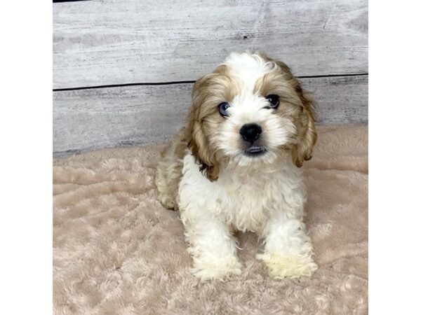 Cockachon DOG Male Sable 6814 Petland Ashland, Kentucky