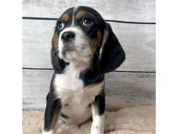 Cavalier King-DOG-Male-Black White / Tan-6813-Petland Ashland, Kentucky