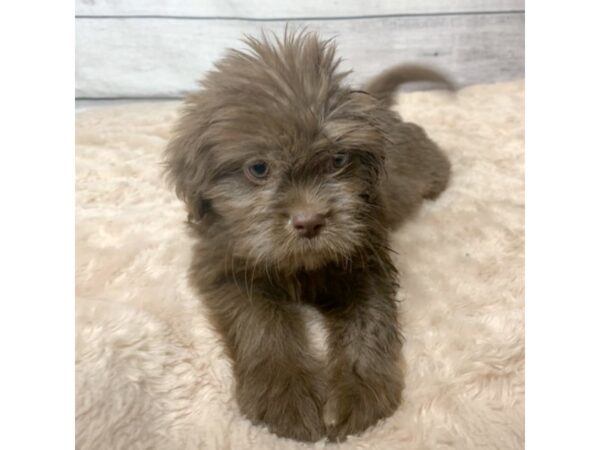 Lhasa Apso DOG Male Chocolate 6809 Petland Ashland, Kentucky