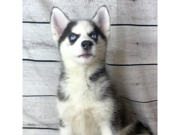 Siberian Husky DOG Male Black / White 6807 Petland Ashland, Kentucky