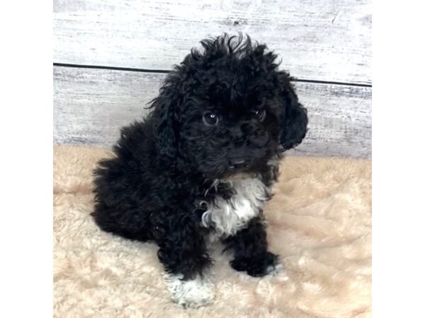 Poodle-DOG-Male-Black-6806-Petland Ashland, Kentucky