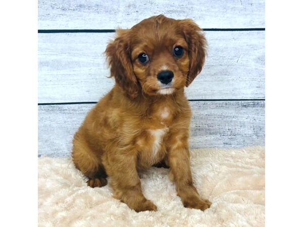 Cavalier King Charles Spaniel DOG Female Ruby 6827 Petland Ashland, Kentucky