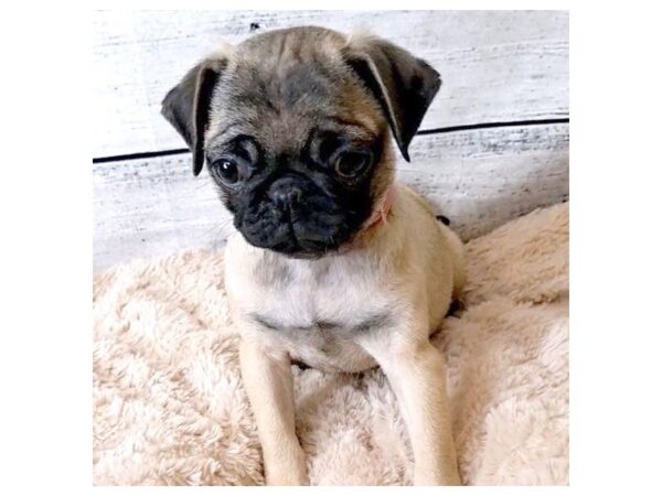 Pug DOG Female Fawn 6828 Petland Ashland, Kentucky