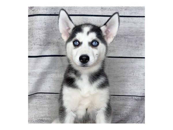 Siberian Husky DOG Female Black / White 6829 Petland Ashland, Kentucky