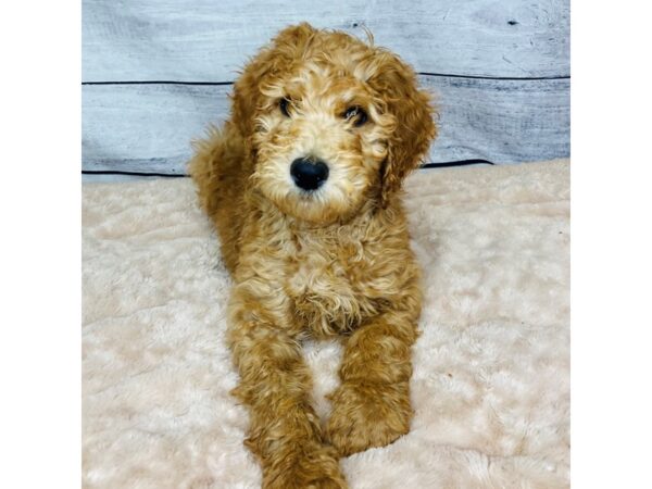 Poodle/Goldendoodle DOG Male Apricot 6830 Petland Ashland, Kentucky