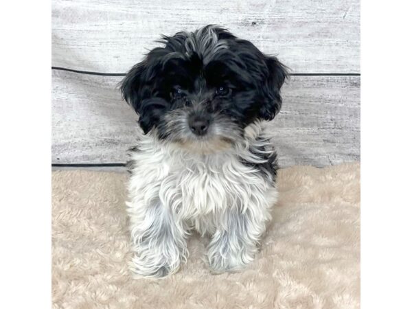 Havanese DOG Female Black / White 6831 Petland Ashland, Kentucky