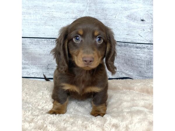 Dachshund DOG Male Chocolate / Tan 6833 Petland Ashland, Kentucky