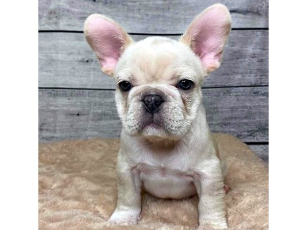 French Bulldog DOG Female Cream 6834 Petland Ashland, Kentucky