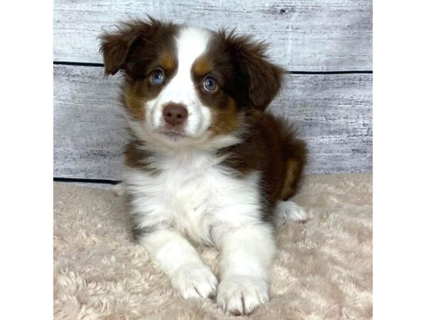 Miniature Australian Shepherd DOG Female Red 6835 Petland Ashland, Kentucky