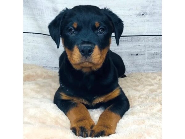 Rottweiler DOG Female 6836 Petland Ashland, Kentucky