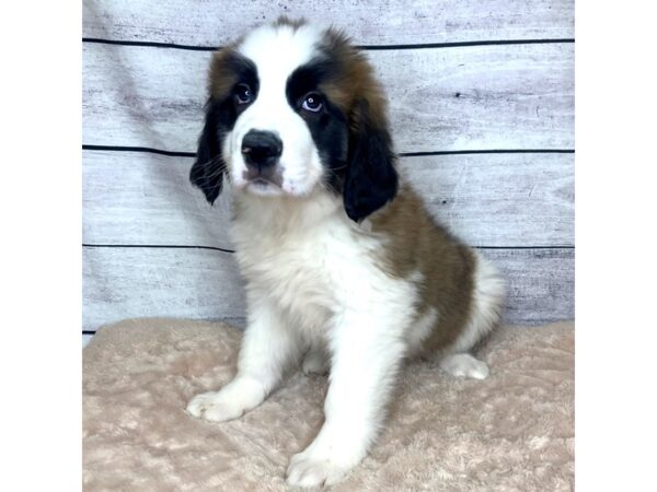 Saint Bernard-DOG-Male-Mahogany / White-6837-Petland Ashland, Kentucky