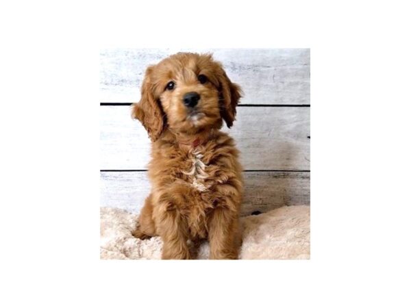 Goldendoodle Mini-DOG-Female-Red-6826-Petland Ashland, Kentucky