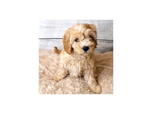 Cavapoo DOG Male Apricot 6821 Petland Ashland, Kentucky