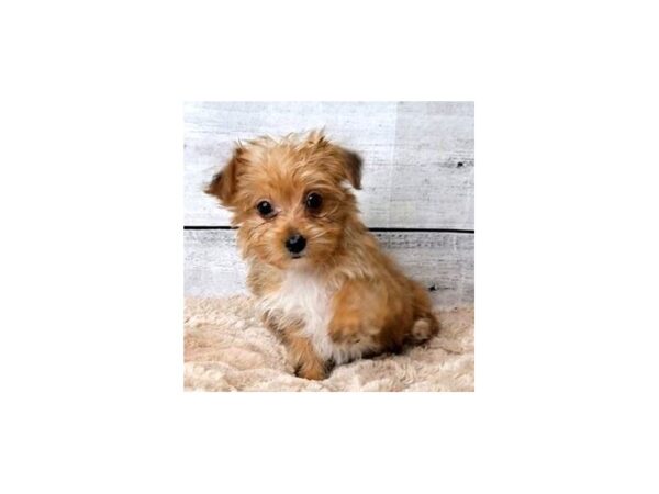 Morkie DOG Male Gold 6832 Petland Ashland, Kentucky