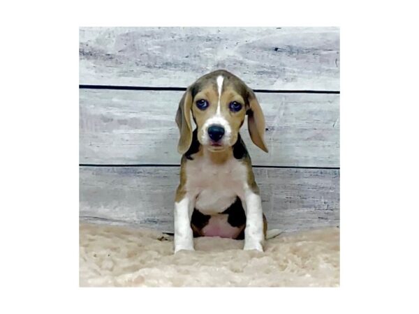 Beagle DOG Female Black White / Tan 6812 Petland Ashland, Kentucky