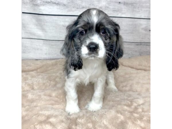 Cocker Spaniel DOG Male Blue / White 6818 Petland Ashland, Kentucky