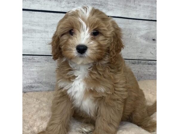 Cavachon Poo-DOG-Male-Apricot-6815-Petland Ashland, Kentucky