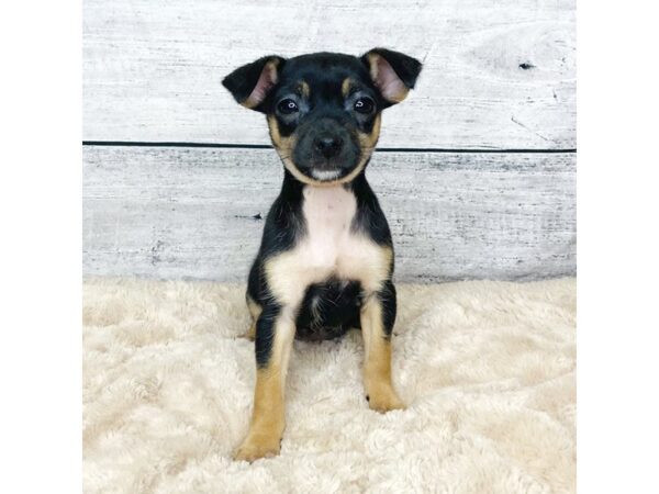 Chihuahua DOG Female Black / Tan 6839 Petland Ashland, Kentucky