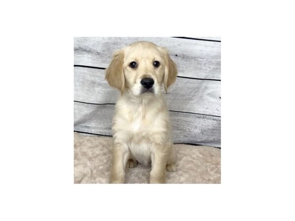 Golden Retriever DOG Female Golden 6840 Petland Ashland, Kentucky