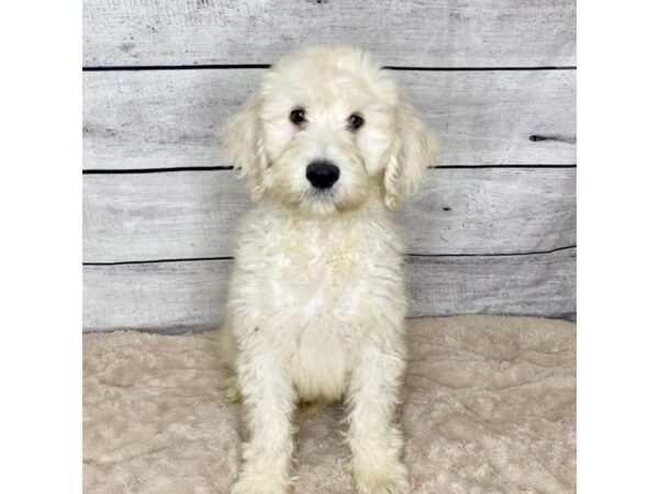 Goldendoodle-DOG-Male-Cream-6841-Petland Ashland, Kentucky