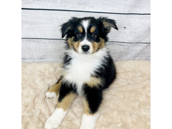 Miniature Australian Shepherd DOG Male Black 6842 Petland Ashland, Kentucky