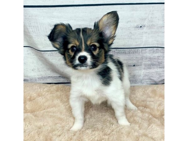 Papillon DOG Male RED SABLE 6854 Petland Ashland, Kentucky