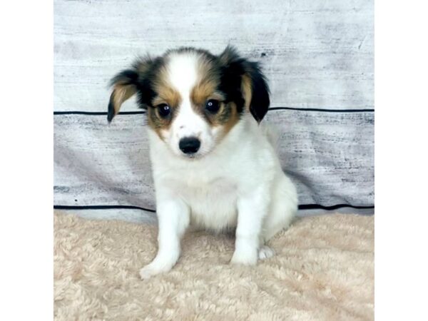 Papillon DOG Female RED SABLE 6853 Petland Ashland, Kentucky