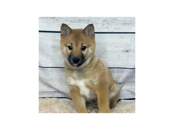 Shiba Inu-DOG-Male-RED-6852-Petland Ashland, Kentucky