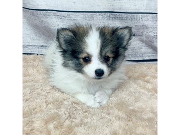 Pomeranian DOG Female BROWN WHITE 6851 Petland Ashland, Kentucky